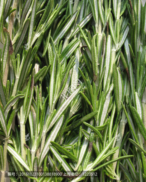 羅斯瑪麗（迷迭香）