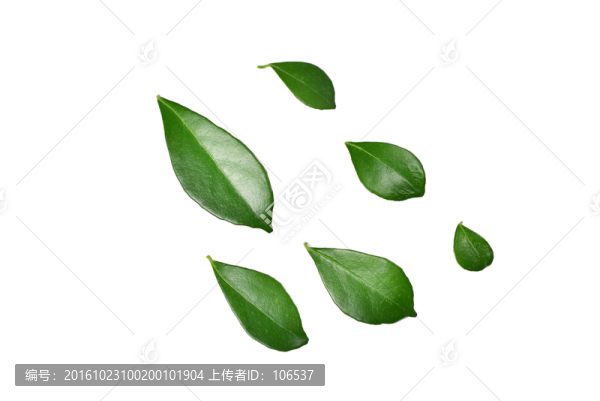 樹葉子