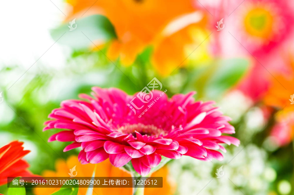 太陽花與綠色背景模糊