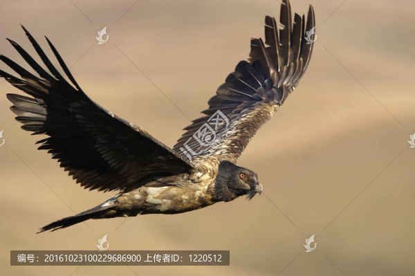 髭兀鷹或狗頭