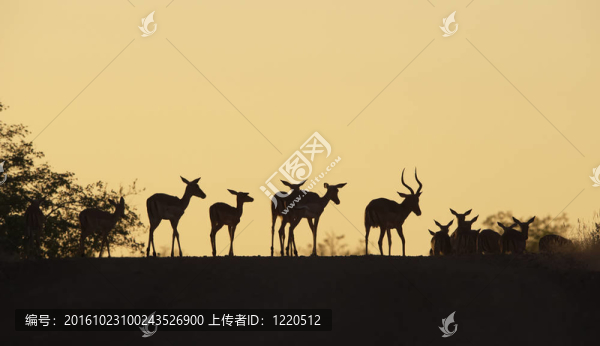 紅斑羚群