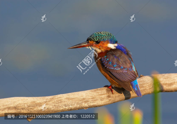 孔雀石翠鳥（Alcedo,cristata）