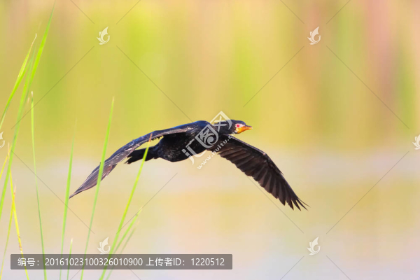 Reed,Cormorant（Phalacrocorax,africanus）
