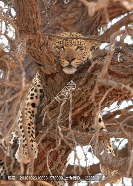 豹（Panthera,pardus）躺在樹