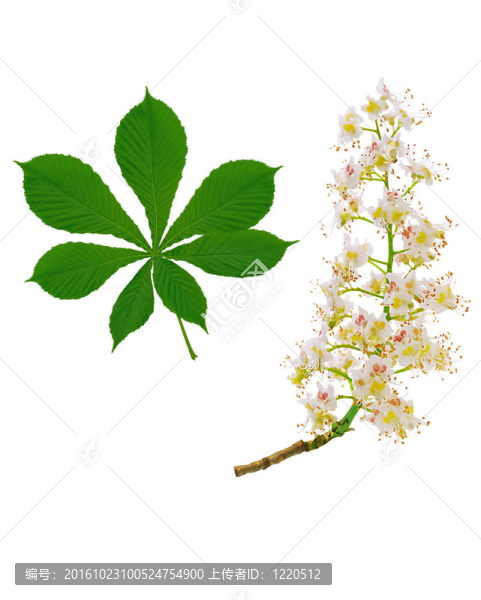 馬栗枝葉