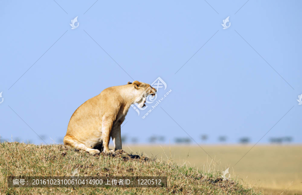 獅子（獅子）在薩凡納