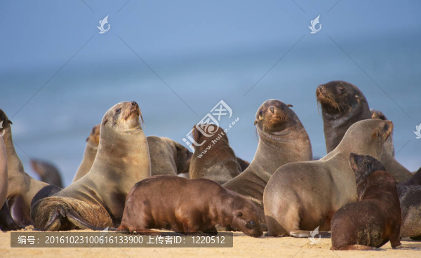 海灘上的海獅群