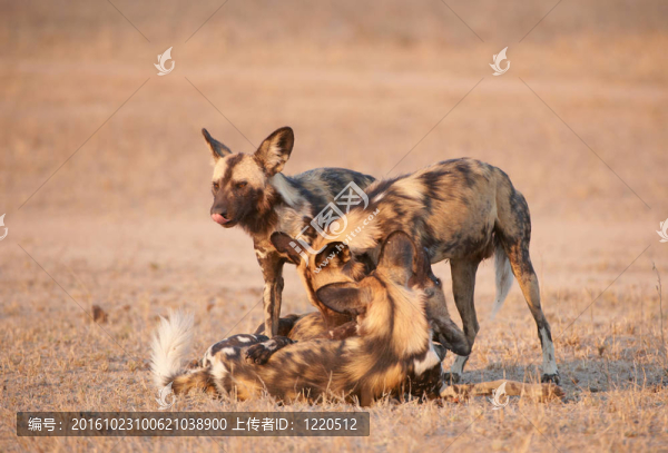 非洲野犬（Lycaon,pictus）