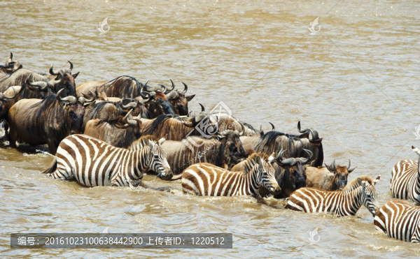 一群斑馬（非洲的馬科動(dòng)物）和藍(lán)牛羚（Connochaetes,taurinus）在南非自然保護(hù)區(qū)過(guò)河