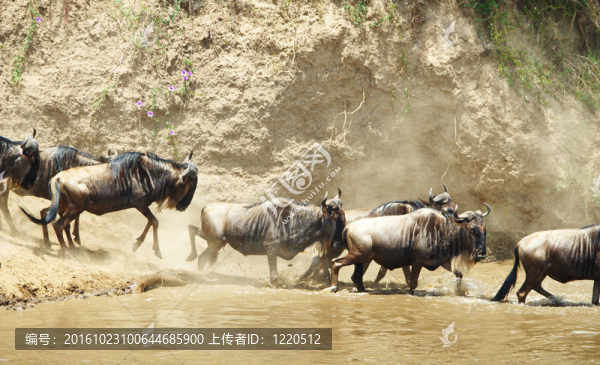 藍(lán)牛羚牛群（Connochaetes,taurinus）