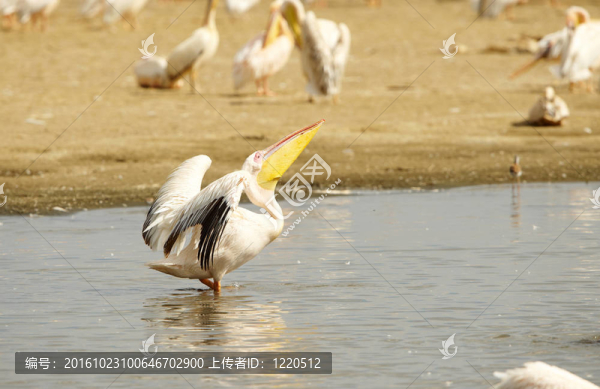 東方白鵜鶘（Pelecanus,onocrotalus）