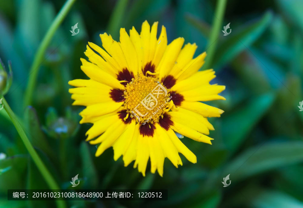 山柳菊