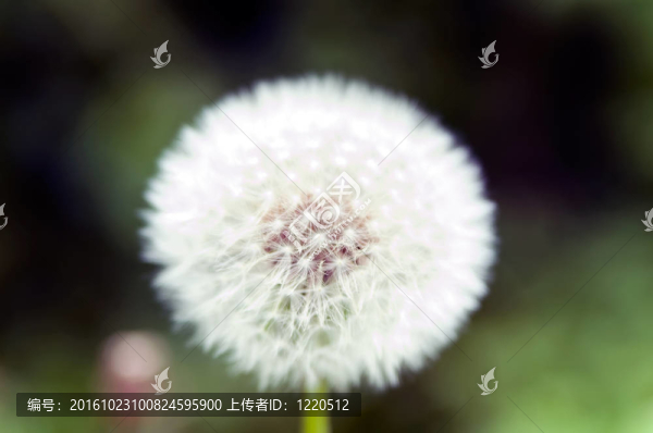 蒲公英