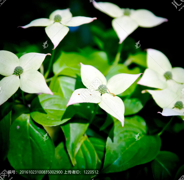 山茱萸