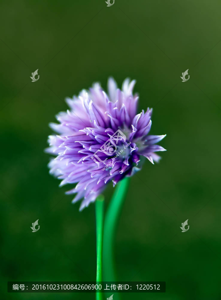 韭菜花