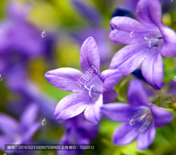 維奧雷特花