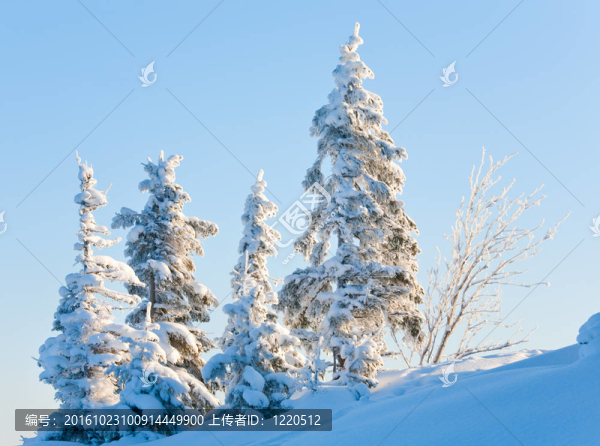 雪景