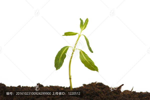 白背景分離苗
