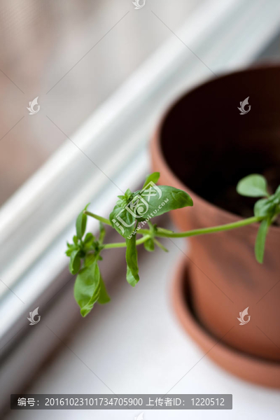盆栽羅勒植物