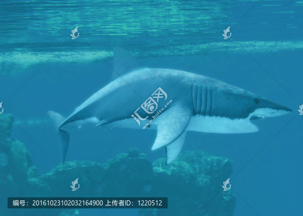 大白鯊