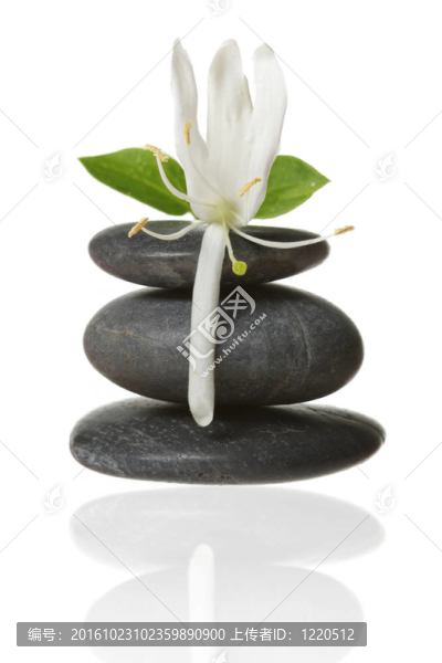 疊石花