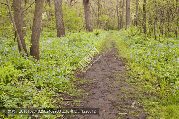 Woods,Scene的藍(lán)色鈴鐺