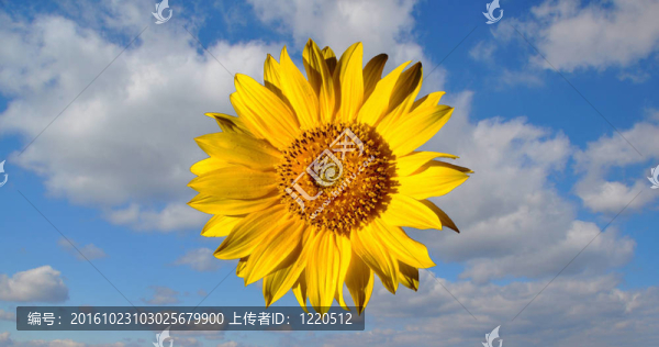 金葵花