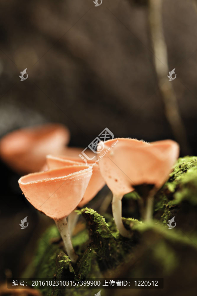 熱帶紅蘑菇