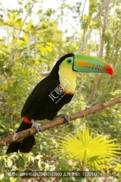 巨嘴鳥記帳單tamphastos,sulfuratus叢林