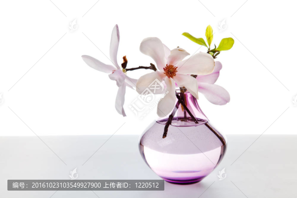 春天盛開(kāi)的玉蘭