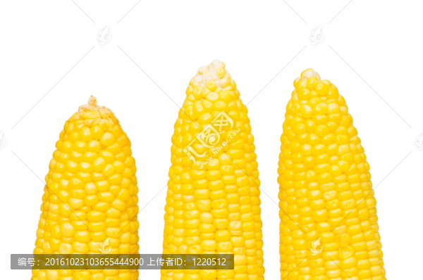 玉米棒子孤立在白色背景