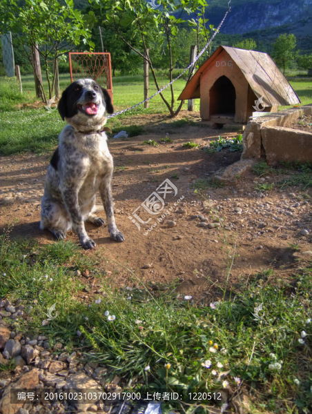狗