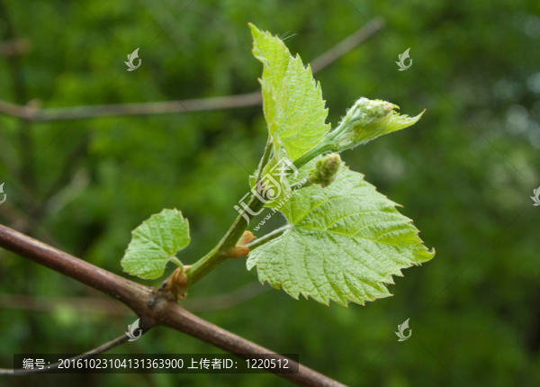 葡萄樹(shù)的綠葉
