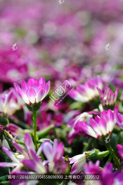 靠近瓜葉菊