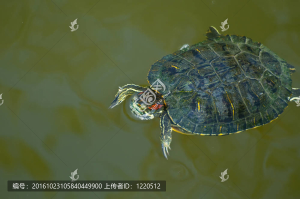海龜