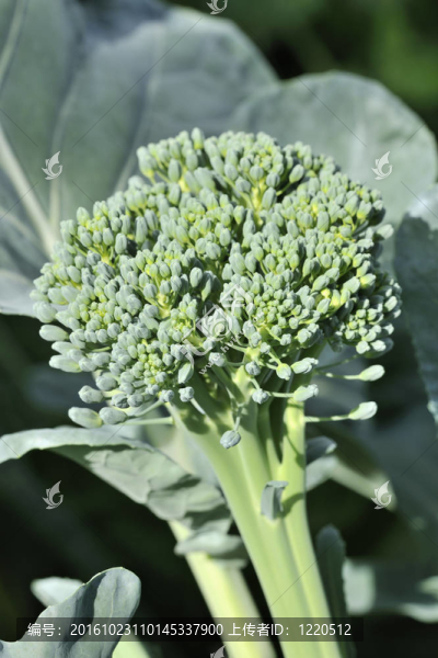 有機(jī)溫室西蘭花