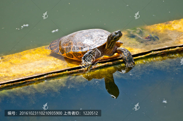 海龜