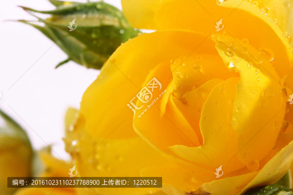 黃玫瑰