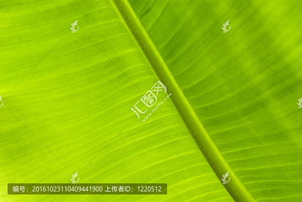 鮮綠香蕉葉