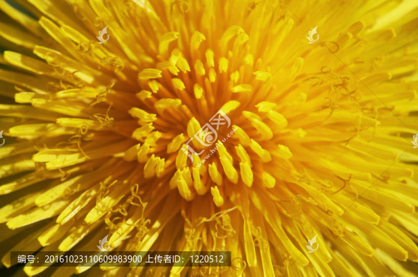 盛開(kāi)的蒲公英