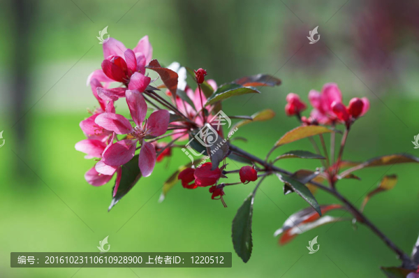 朵朵梅花