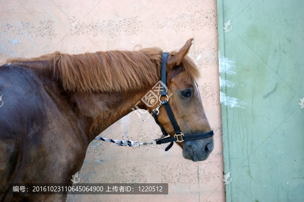 馬