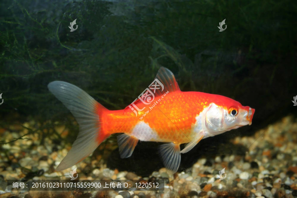金魚與復(fù)制空間