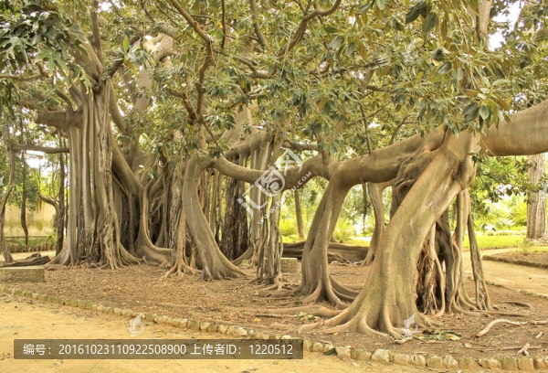 magnolioides榕