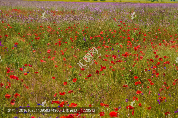罌粟花田