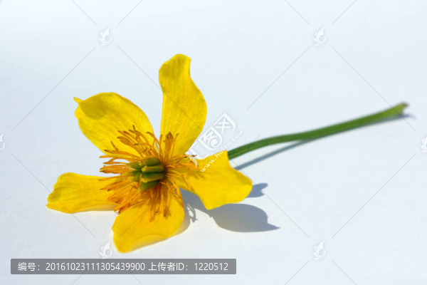 中間的黃花