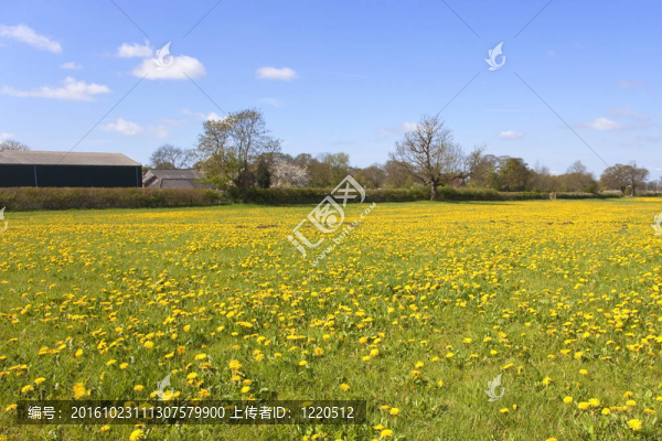 蒲公英花場