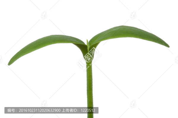 綠苗