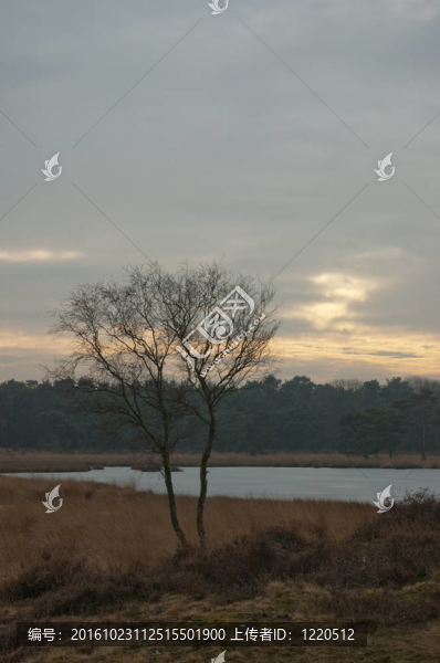 湖邊孤獨(dú)樹