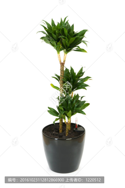 龍血樹屬植物中分離得到的白色背景